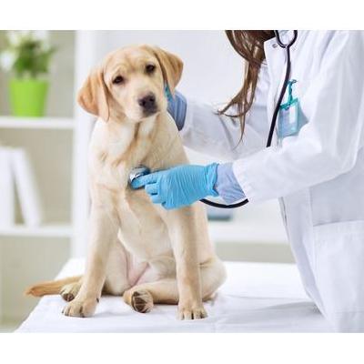 ParkHillsAnimal Hospital