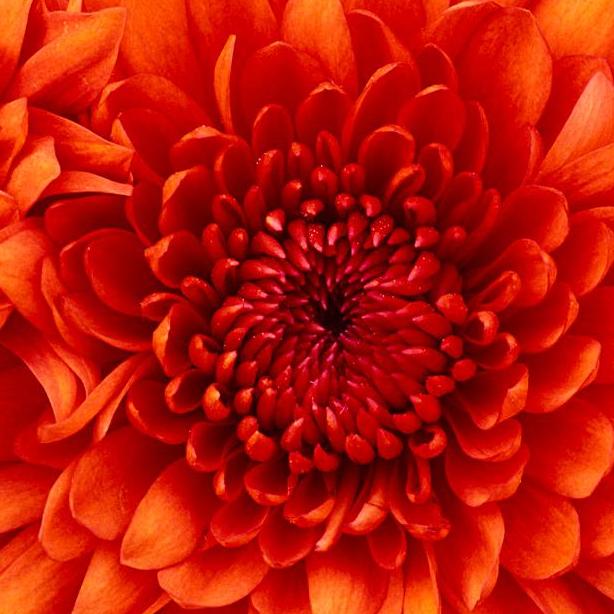 PestControl InAbuDhabi