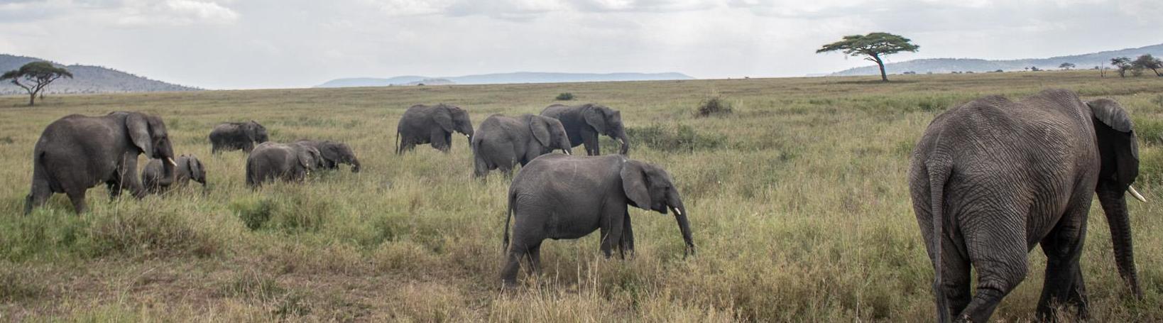 Ket Safaris