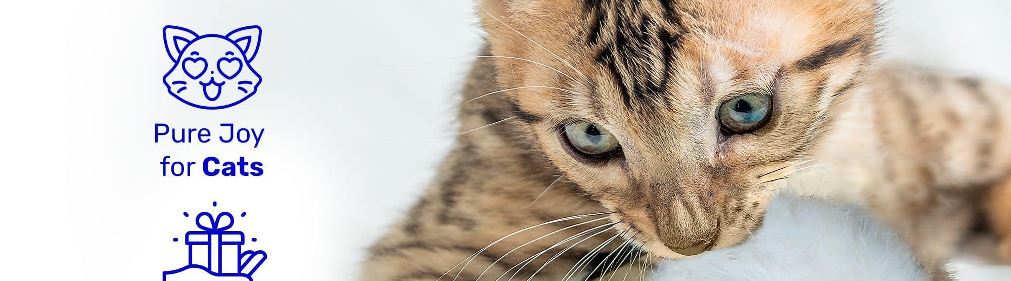 Catsn Us04
