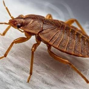Big Bugs
