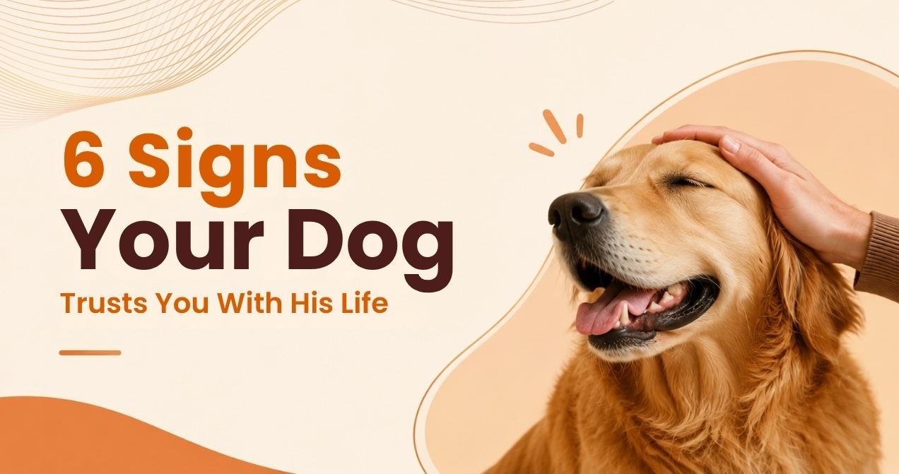 6 Signs Your Dog Trusts You With His Life
