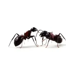 Anti Pest