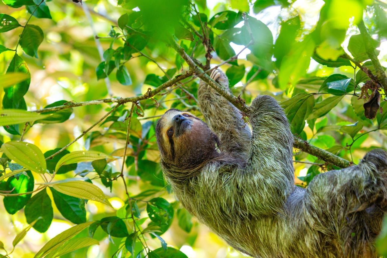 Brown-Throated Three-Toed Sloth (Bradypus variegatus)