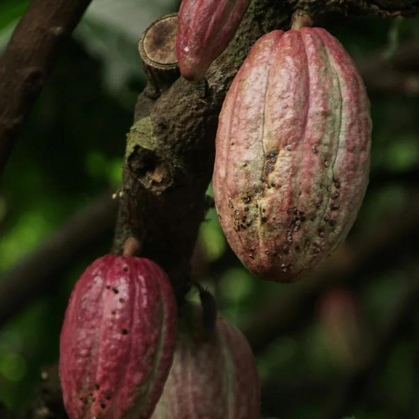 Callebaut Company